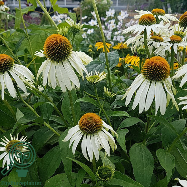 Echinacea purpurea 'White Swan', Solhat
