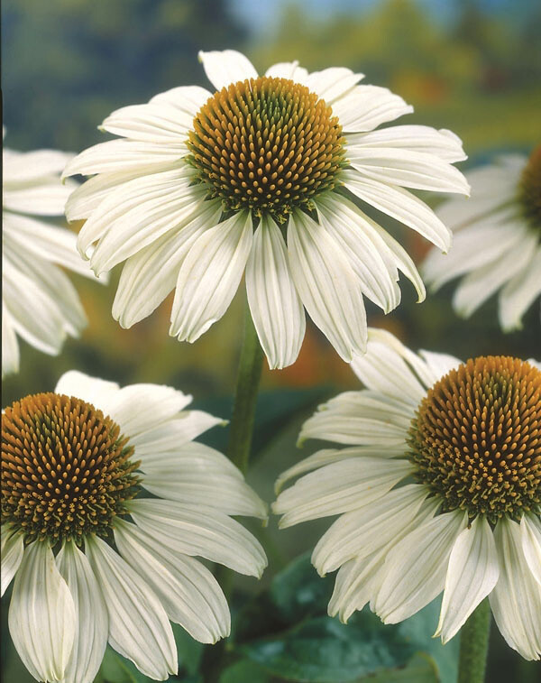 Echinacea purpurea 'White Swan', Solhat