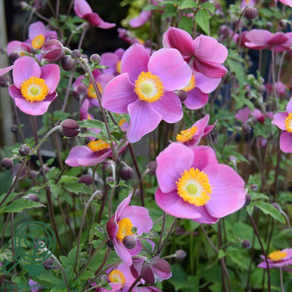 Anemone japonica-hybrid 'Splendens', Høstanemone C2,0