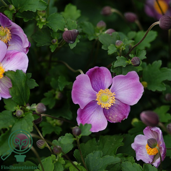 Anemone japonica-hybrid 'Splendens', Høstanemone C2,0