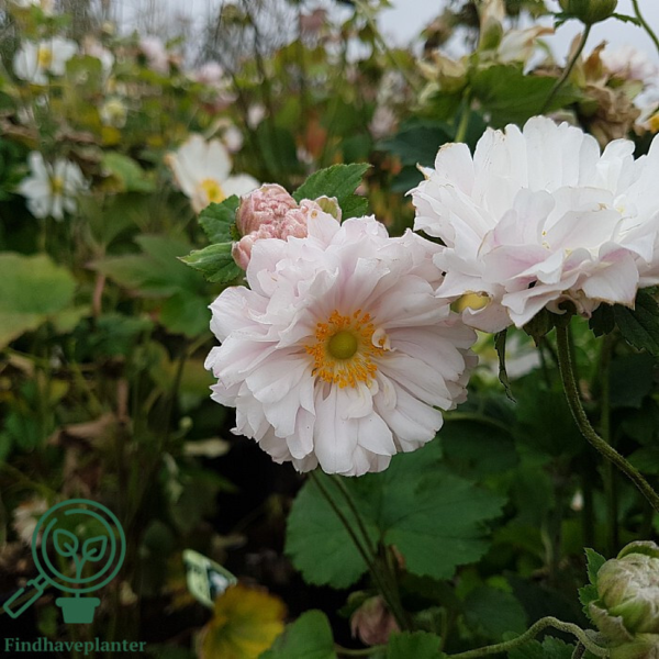Anemone japonica-hybrid 'Tiki Sensation'®, Høstanemone C2,0