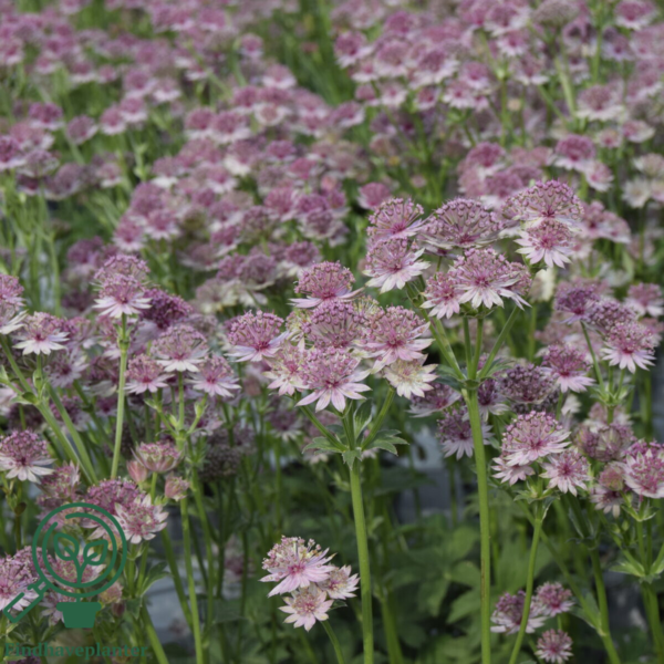 Astrantia major 'Roma'®, Stjerneskærm 1 ltr.