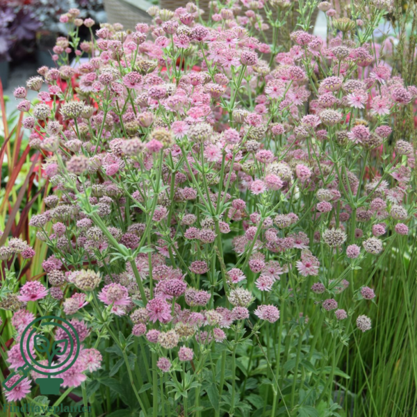Astrantia major 'Roma'®, Stjerneskærm 1 ltr.