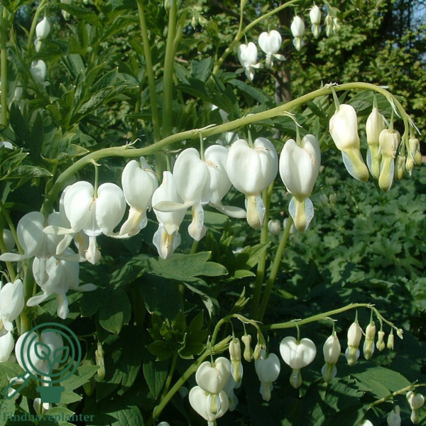 Dicentra spectabilis 'Alba', Hjerteblomst C2,0