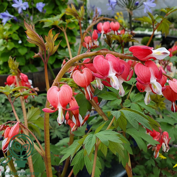 Dicentra spectabilis 'Valentine'®, Hjerteblomst C2,0
