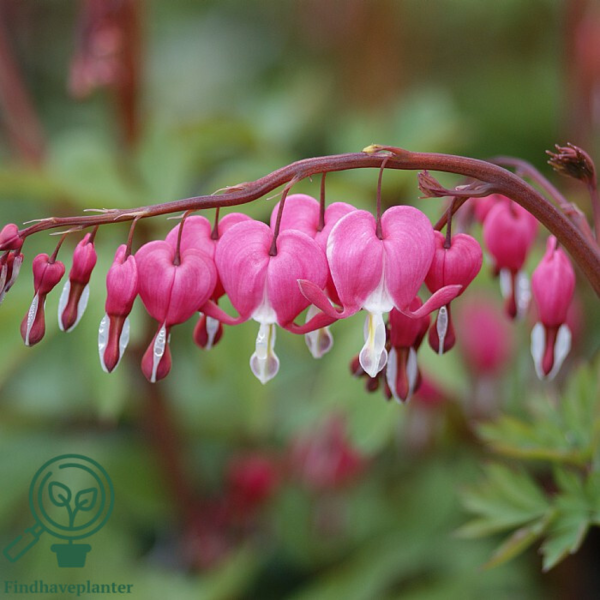 Dicentra spectabilis, Hjerteblomst C2,0