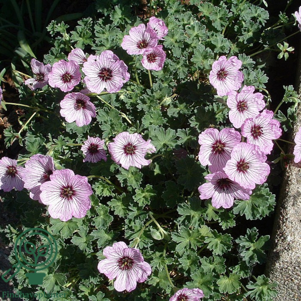 Geranium cinereum 'Ballerina', Storkenæb