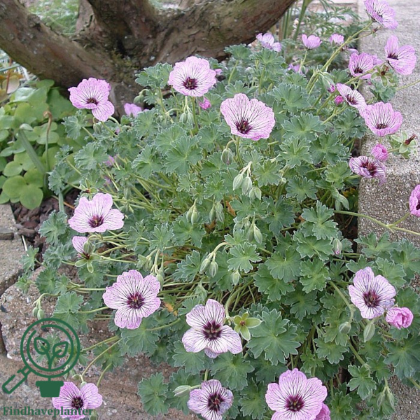 Geranium cinereum 'Ballerina', Storkenæb