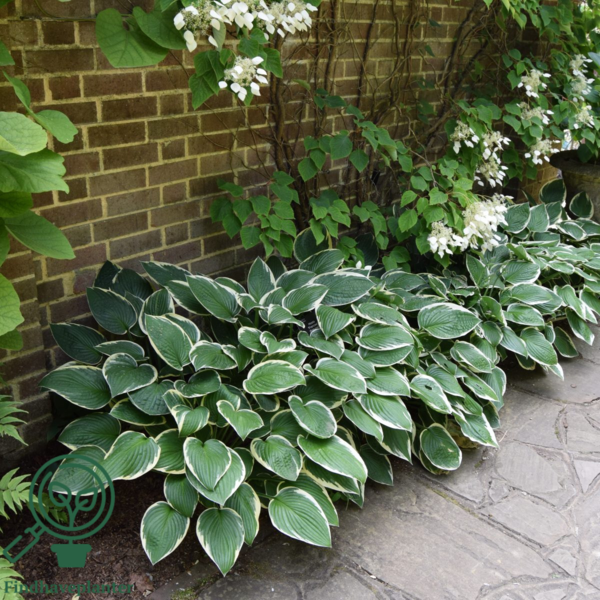 Hosta fortunei 'Francee', Funkia C0,8