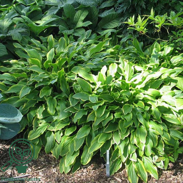 Hosta hybrid 'So Sweet' duft, Funkia C0,8