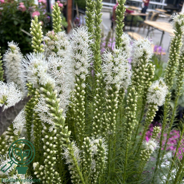Liatris spicata 'Floristan Weiss', Pragtskær C2,0