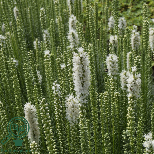 Liatris spicata 'Floristan Weiss', Pragtskær C2,0