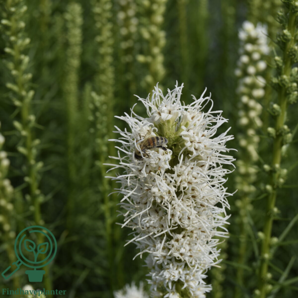 Liatris spicata 'Floristan Weiss', Pragtskær C2,0