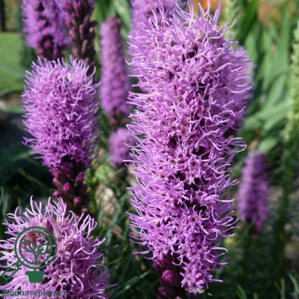 Liatris spicata, Pragtskær C2,0
