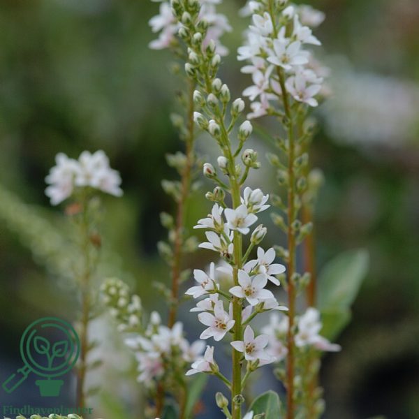 Lysimachia hybrid 'Autumn Snow', Fredløs C2,0