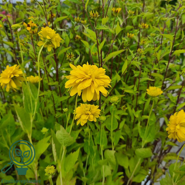 Rudbeckia laciniata 'Goldquelle', Kæmpesolhat C2,0