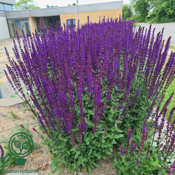 Salvia nemorosa 'Caradonna', Småblomstret salvie C2,0