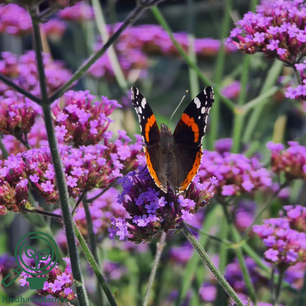 Verbena bonariensis, Kæmpejernurt C2,0