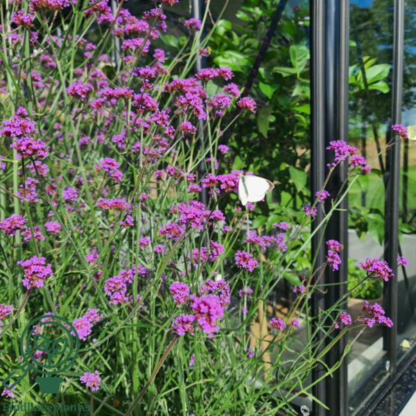 Verbena bonariensis, Kæmpejernurt C2,0