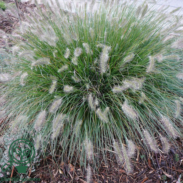 Pennisetum alopecuroides 'Hameln' C2,0