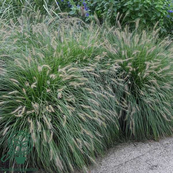 Pennisetum alopecuroides 'Hameln' C2,0