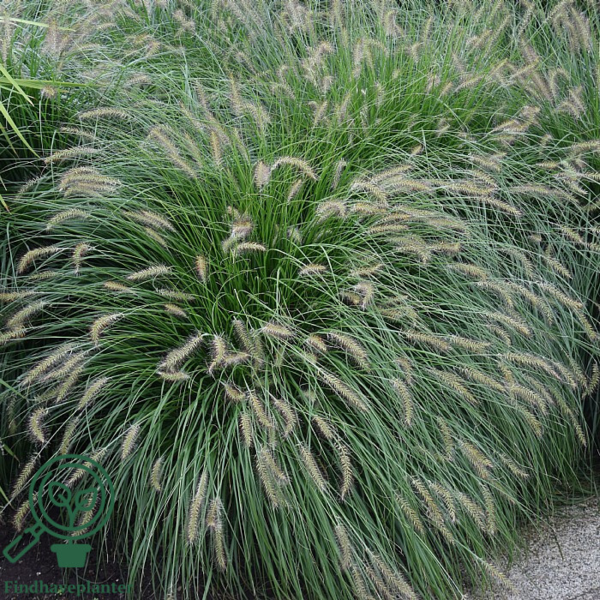 Pennisetum alopecuroides 'Hameln' C2,0