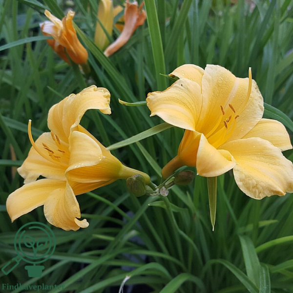 Hemerocallis hybrid 'Stella d'Oro', Daglilje