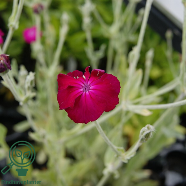 Lychnis coronaria, Trævlekrone