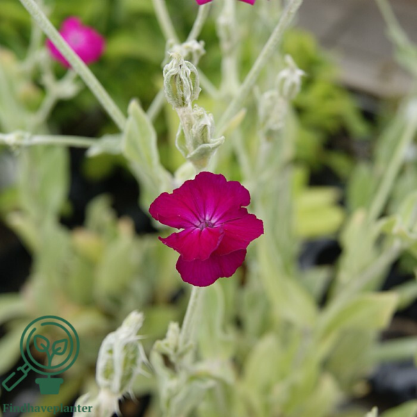 Lychnis coronaria, Trævlekrone