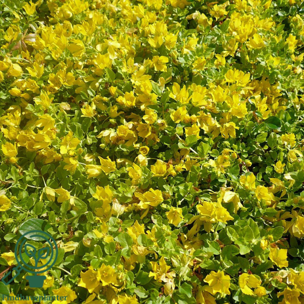 Lysimachia nummularia, Fredløs