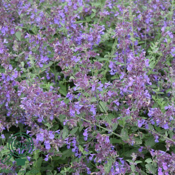 Nepeta faassenii 'Six Hills Giant', Blåkant / Katteurt