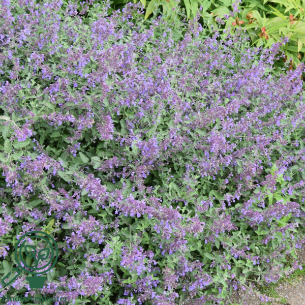 Nepeta faassenii 'Six Hills Giant', Blåkant / Katteurt