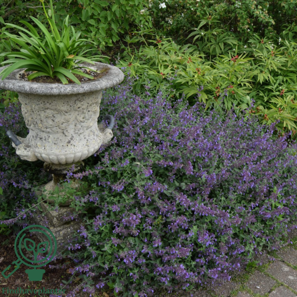 Nepeta faassenii 'Six Hills Giant', Blåkant / Katteurt
