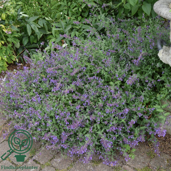 Nepeta faassenii 'Six Hills Giant', Blåkant / Katteurt
