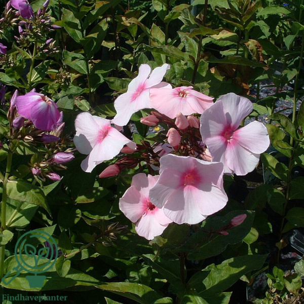 Phlox paniculata 'Mies Copijn', Høstfloks