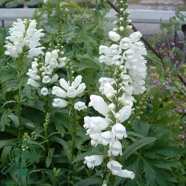 Physostegia virginiana 'Summersnow', Drejeblomst
