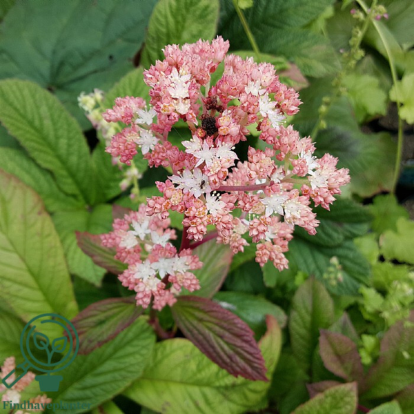 Rodgersia pinnata, Finnet bronzeblad