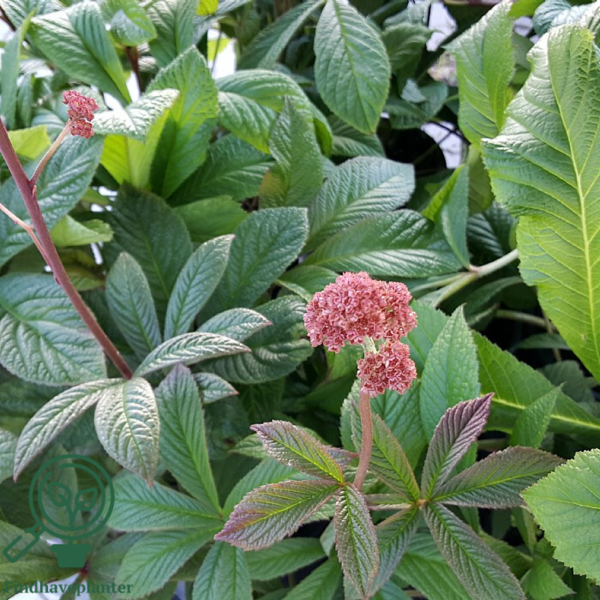 Rodgersia pinnata, Finnet bronzeblad