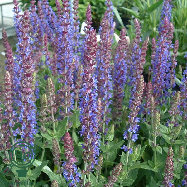Salvia nemorosa 'Ostfriesland, Småblomstret salvie