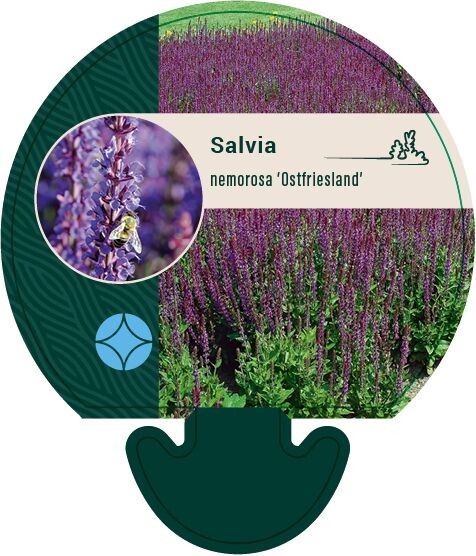 Salvia nemorosa 'Ostfriesland, Småblomstret salvie