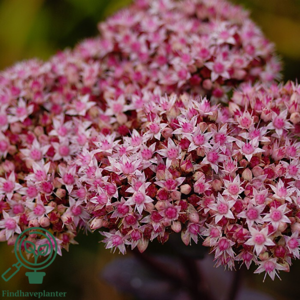 Sedum telephium 'Matrona', Sankthansurt