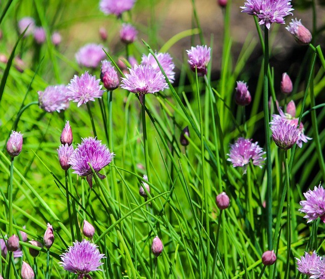 Allium schoenoprasum, Purløg