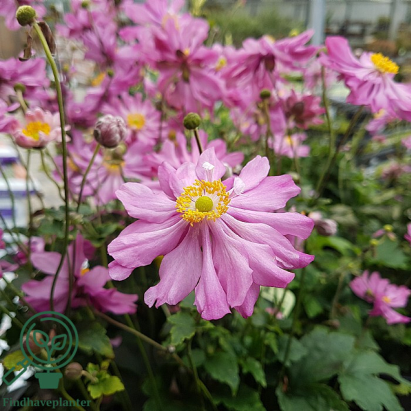 Anemone japonica-hybrid 'Pamina', Høstanemone