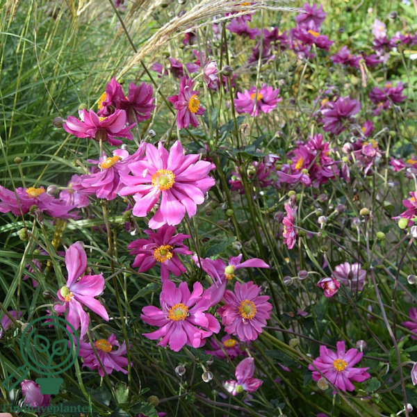 Anemone japonica-hybrid 'Pamina', Høstanemone