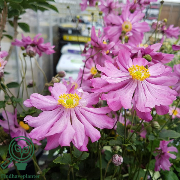 Anemone japonica-hybrid 'Pamina', Høstanemone