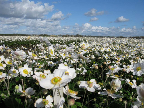 Anemone japonica-hybrid 'Honorine Jobert' Dafo® , Anemone