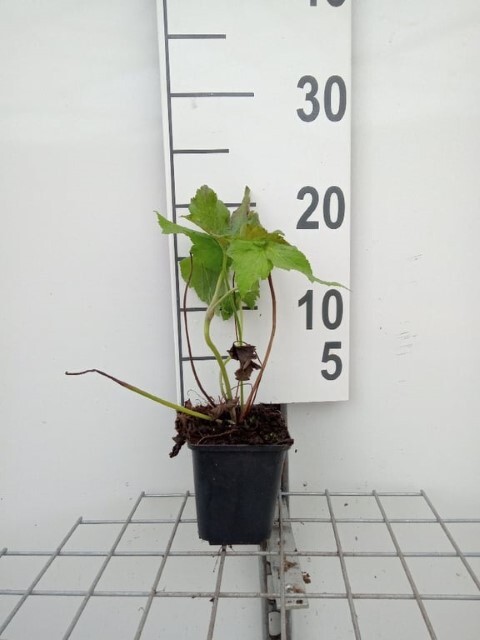 Anemone japonica-hybrid 'Honorine Jobert' Dafo® , Anemone C0,8