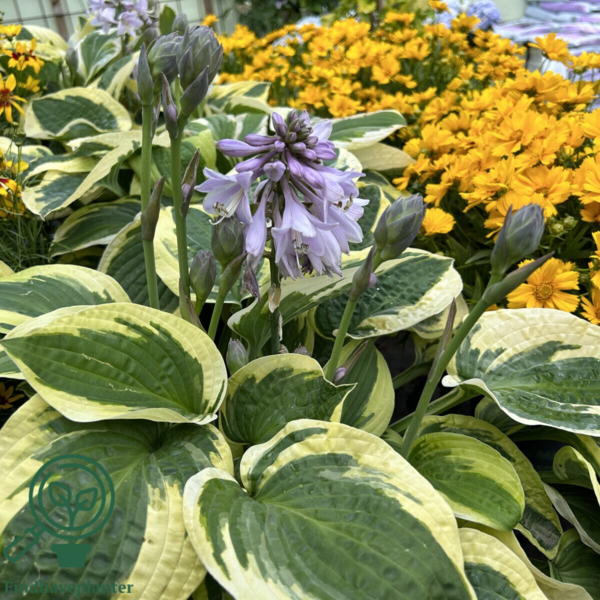 Hosta sieboldiana-hybrid 'Wide Brim', Funkia C0,8
