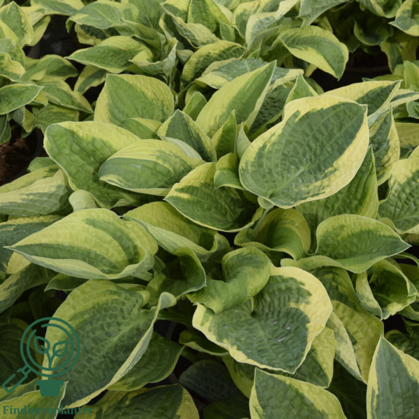 Hosta sieboldiana-hybrid 'Wide Brim', Funkia C0,8
