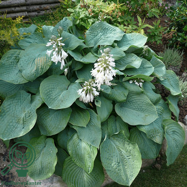 Hosta sieboldiana-hybrid 'Elegans, Funkia